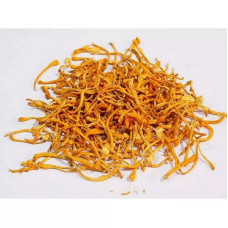Кордицепс Милитарис, плодовое тело (Cordyceps Militaris) Кордицепс Милитарис, плодовое тело (Cordyceps Militaris)