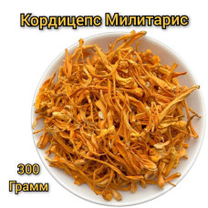 Купить Кордицепс Милитарис, мицелий (Cordyceps Militaris, mycelium) Купить Кордицепс Милитарис, мицелий (Cordyceps Militaris, mycelium)