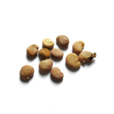 Мандрагора семена (Mandragora Autumnalis, seeds) Мандрагора семена (Mandragora Autumnalis, seeds)